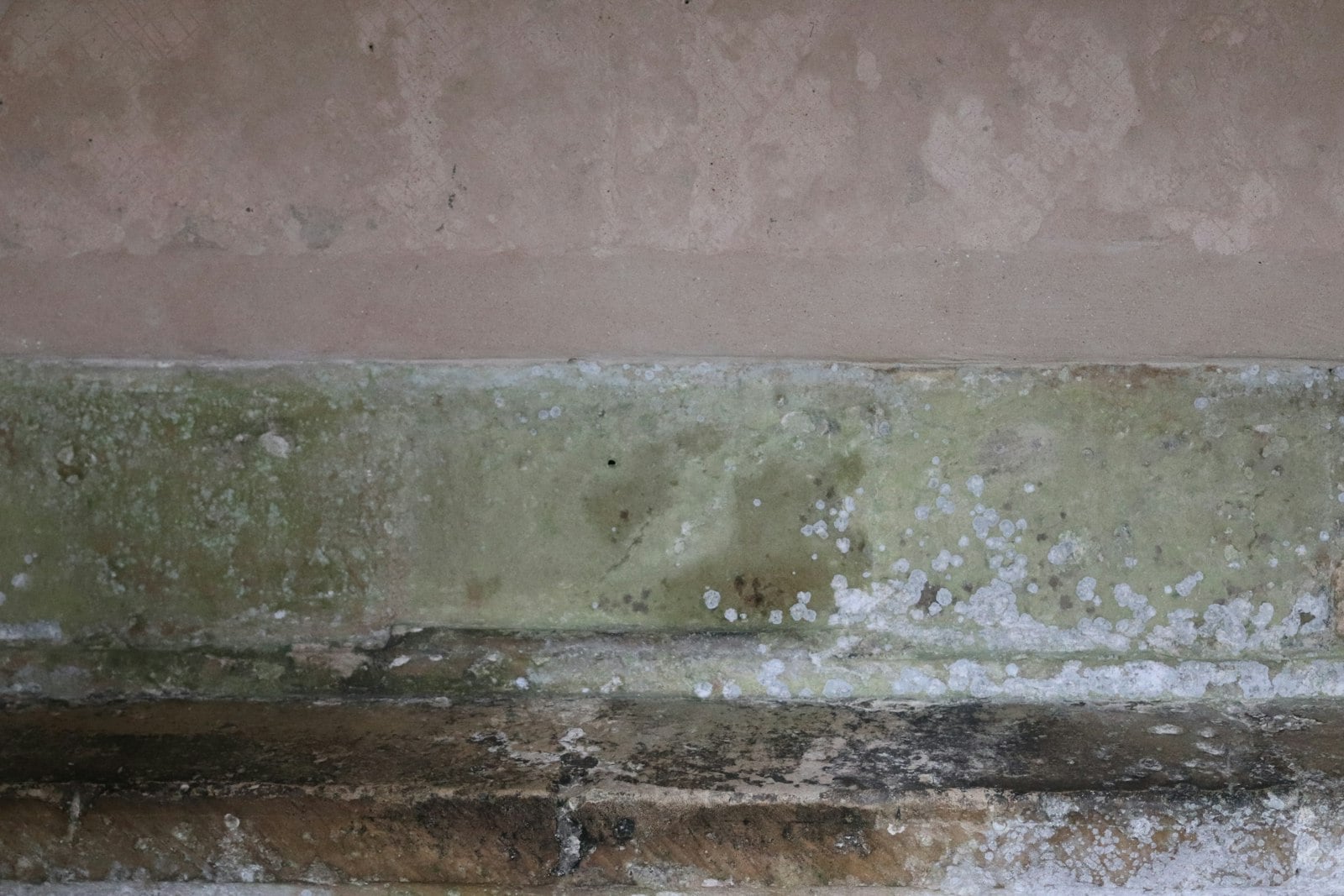 Close-up of mold and mildew on a surface