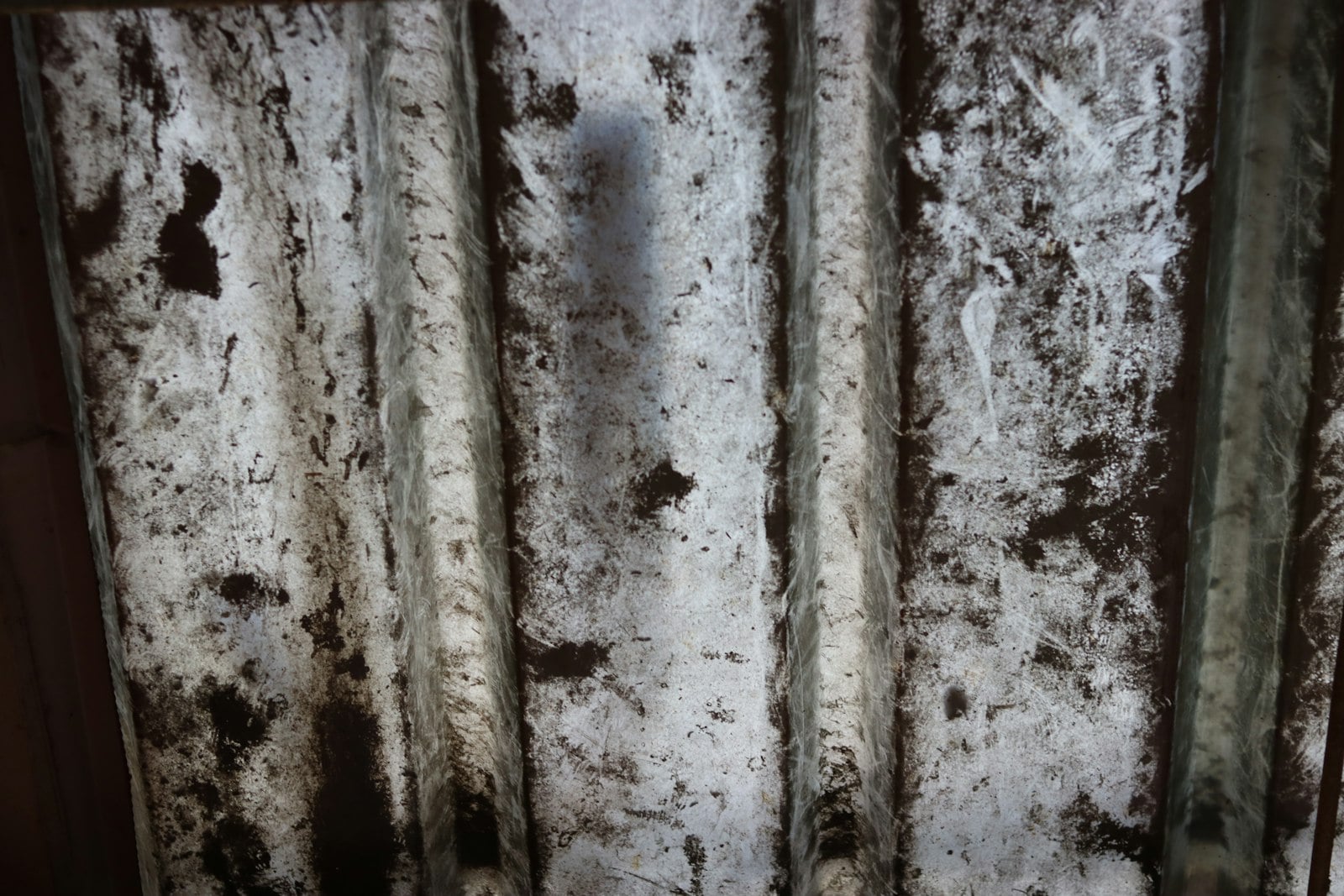 Decaying material with dark mold patches