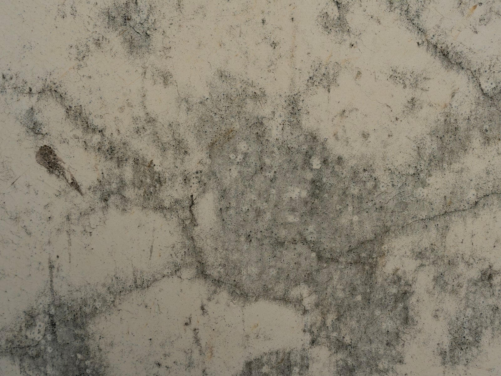 Close-up of mold growing on a textured surface