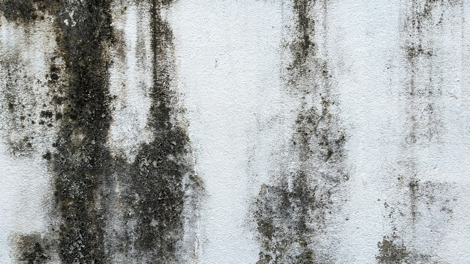 Black mold growth on a white painted wall