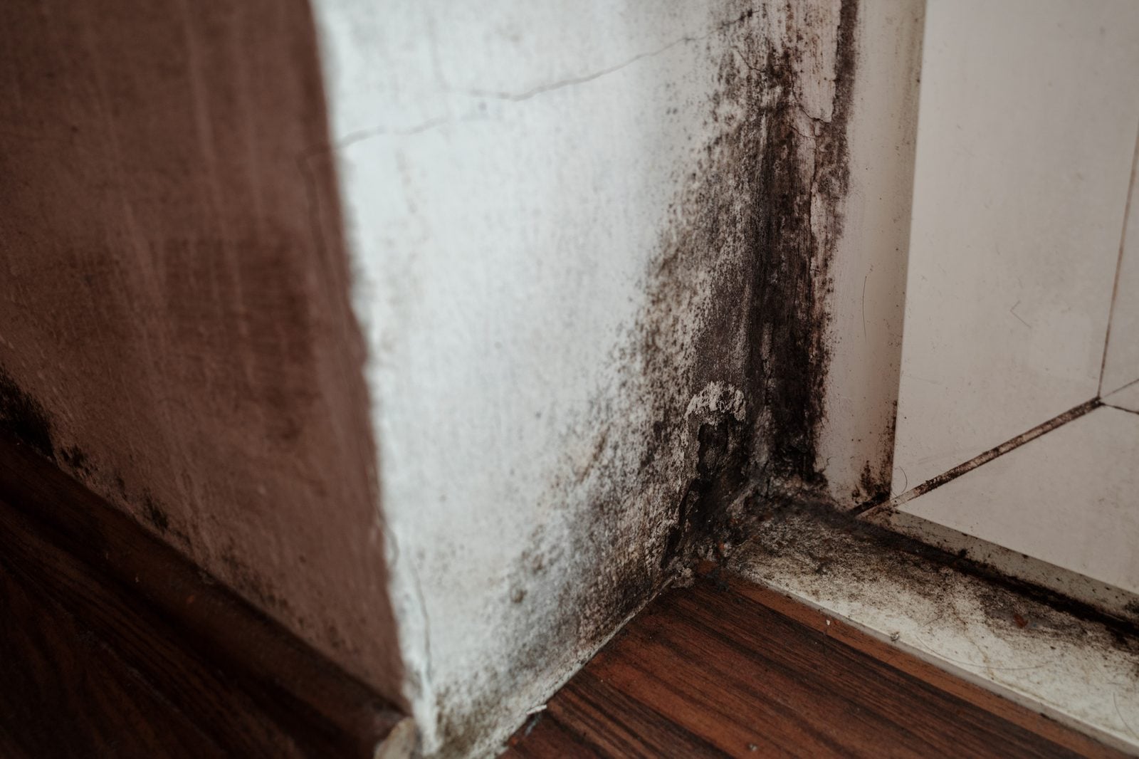 Black mold growing in a wall corner beside a door frame