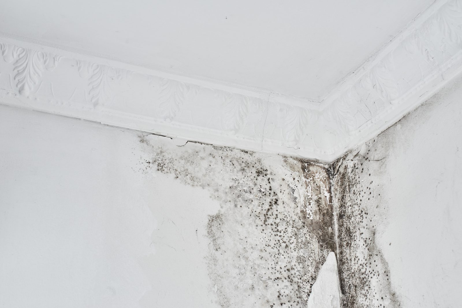 Black mold growing below crown molding in a room corner