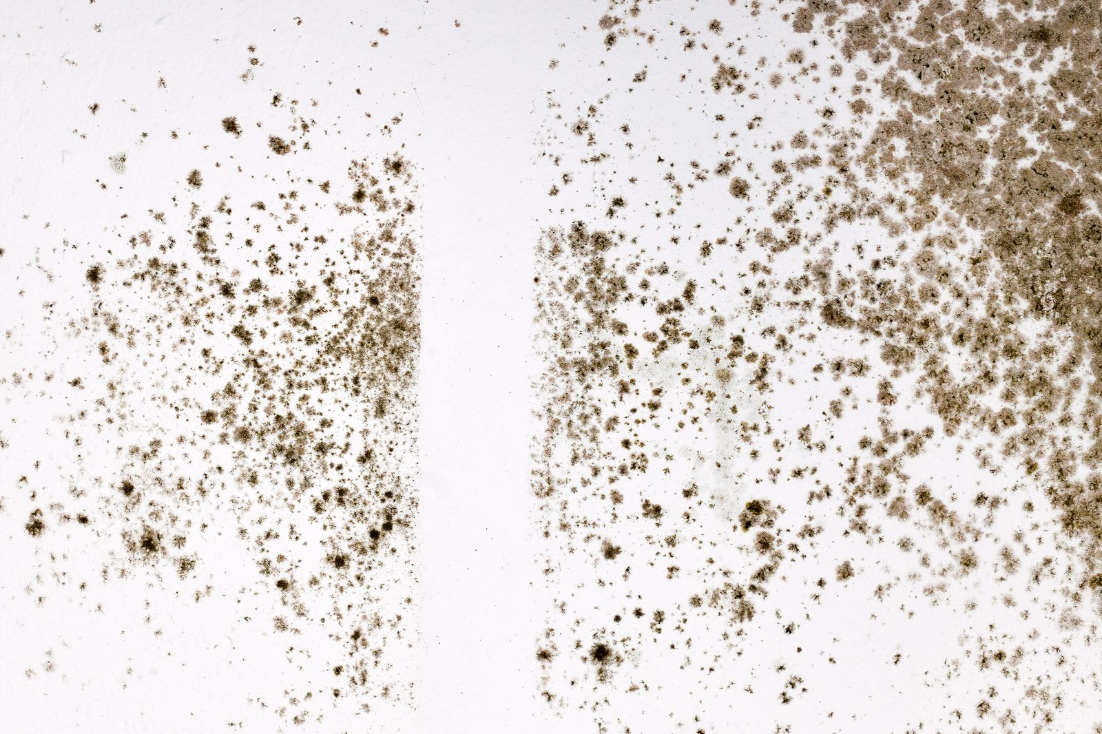 Spotted fungal mold spreading across a white wall corner
